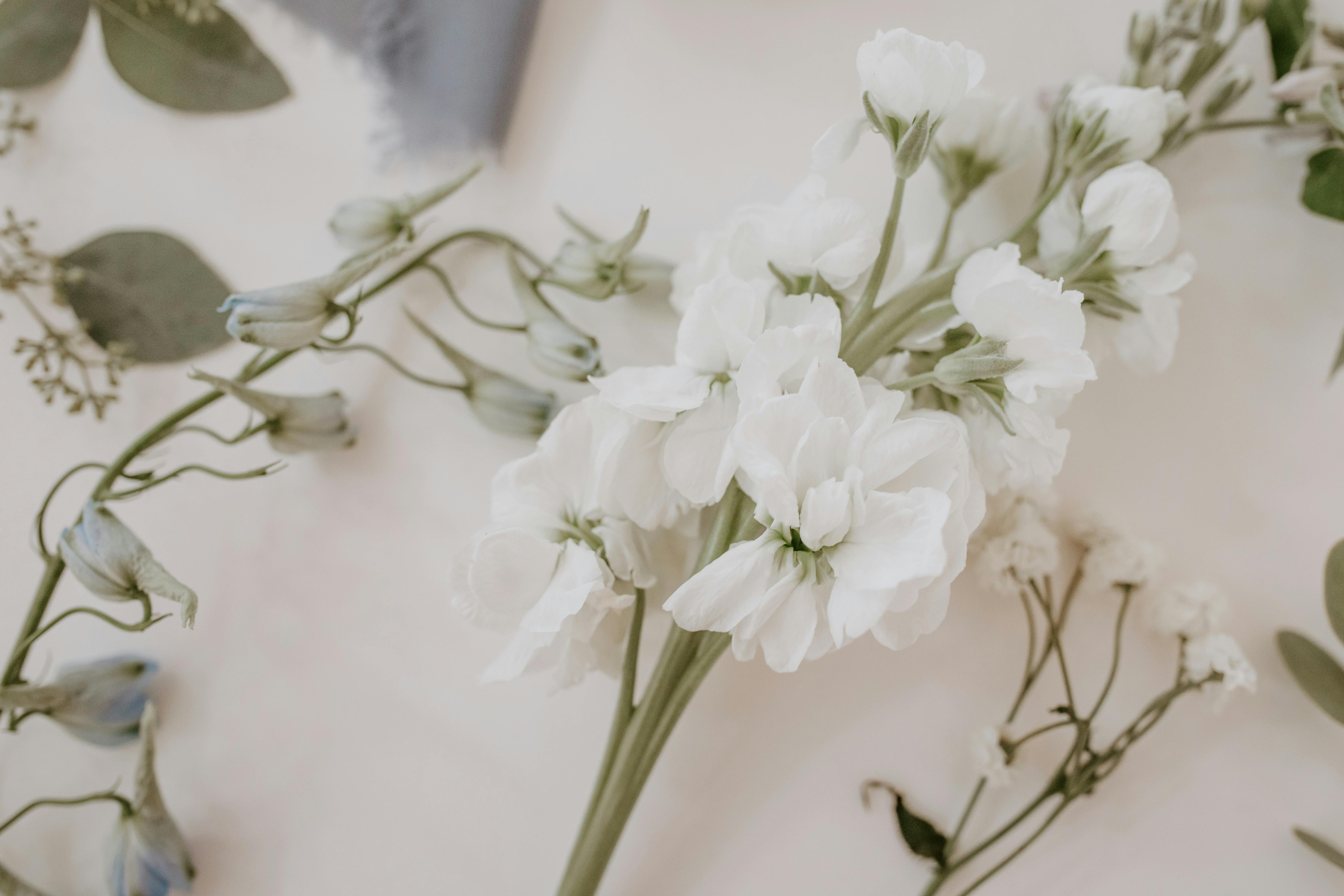 blooming flowers on stems of matiola