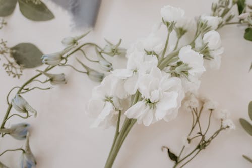 Blooming flowers on stems of matiola