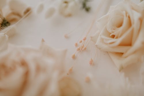 Free From above of blossoming roses with thin stems of dry plant prepared for making wedding floral decoration Stock Photo