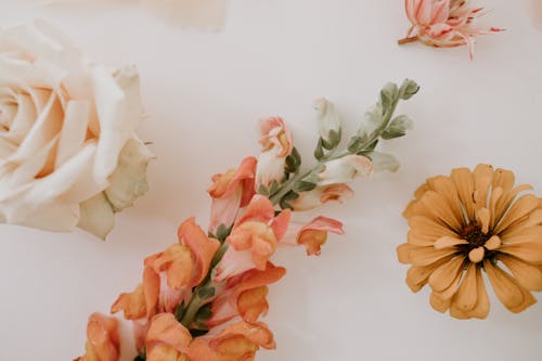 Ücretsiz Beyaz Masada Turuncu Ve Beyaz çiçekler Stok Fotoğraflar
