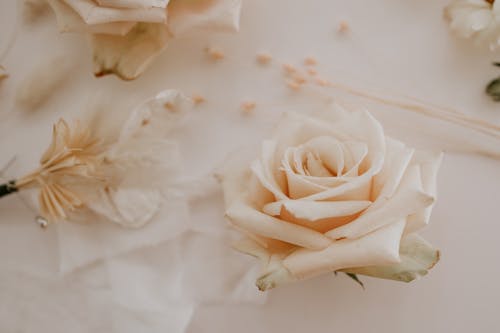 Elegant roses placed on table during event