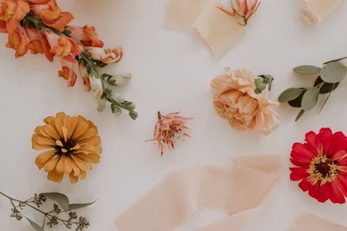 Top view composition of fresh snapdragon and eucalyptus leaves arranged with peony zinnia and dahlia flower heads on white surface