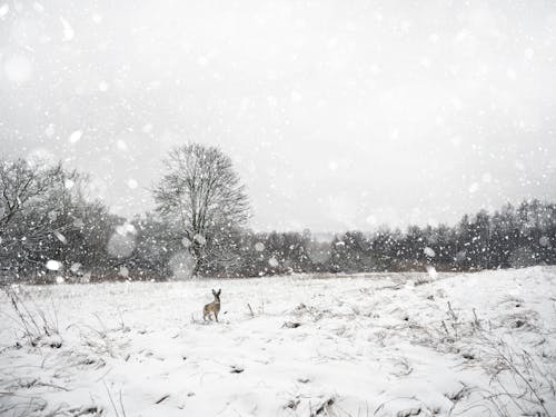 Kostnadsfri bild av djur, hund, husdjur