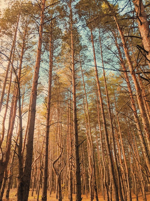 Základová fotografie zdarma na téma divoký, dřevo, flóra