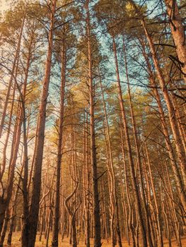 From below trunks of trees with green foliage growing in thick woodland against blue sky in nature with bright sunshine
