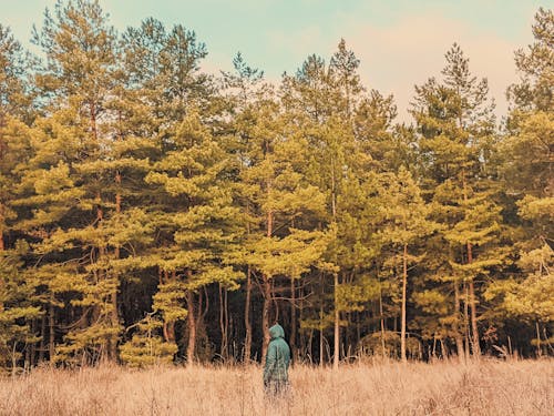 Anonymous distant person in hood standing on grassy meadow near dense woodland with tall coniferous trees with green branches in nature