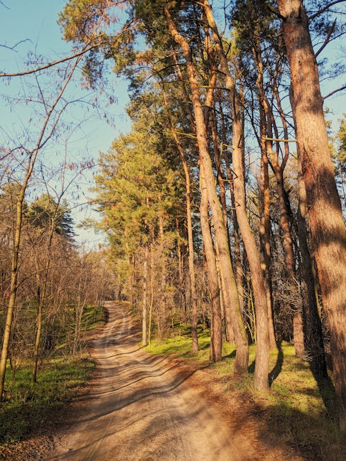 徒步旅行, 松樹, 森林 的 免費圖庫相片