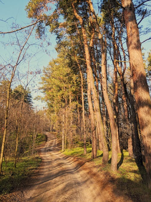 Free stock photo of forest, hiking, hiking trail