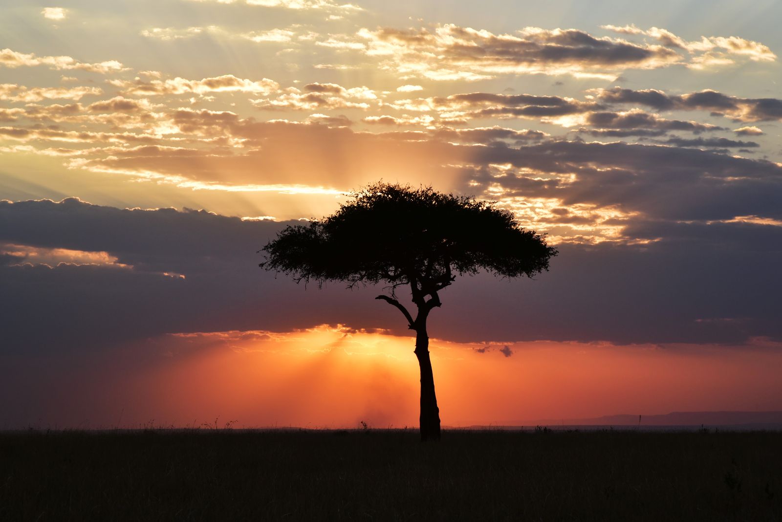 Lone acacia tree silhouetted against an orange African sunset on the savanna