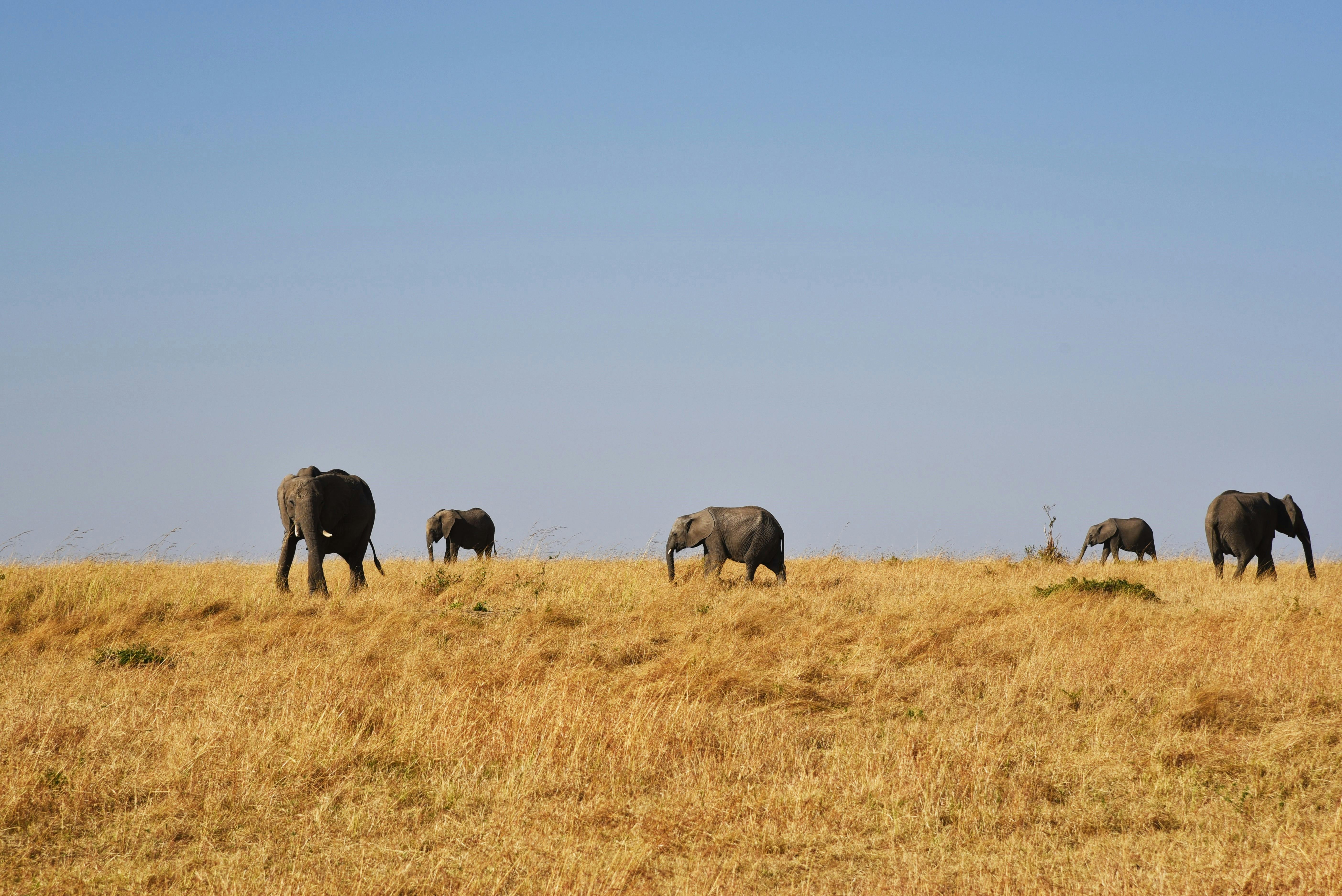 Africa Travel Guide: 2026's Best Destinations, Events, Attractions and More — Photo by Nancy Yu on Pexels