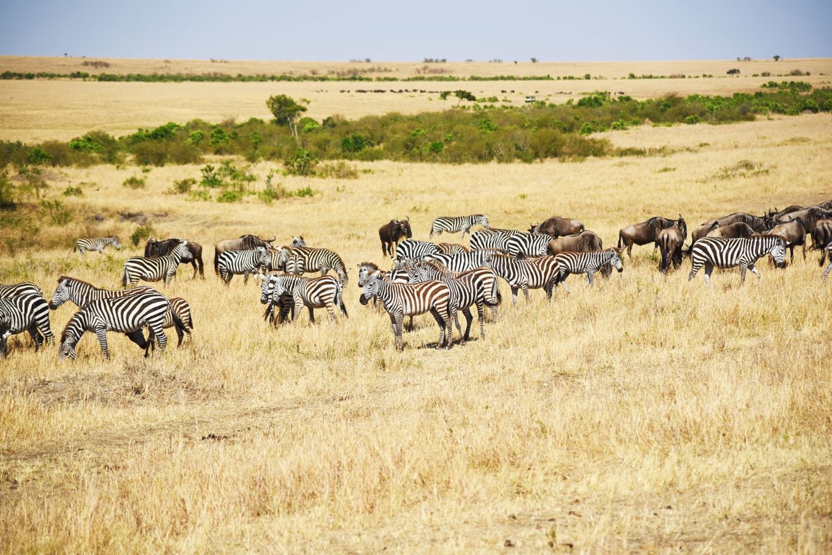 Group Safaris — Shared savannah, shared cost, shared story.