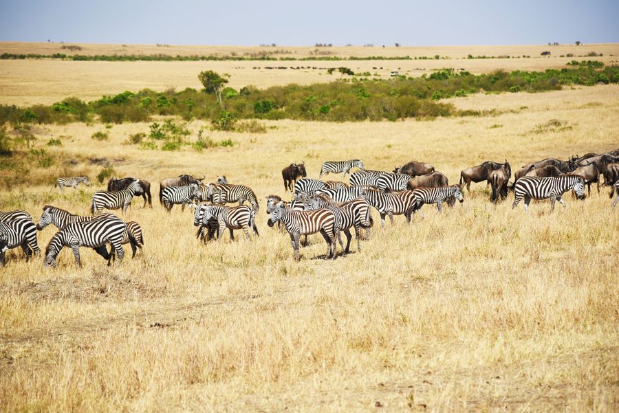 Wildlife grazing on the floor of the Ngorongoro Crater