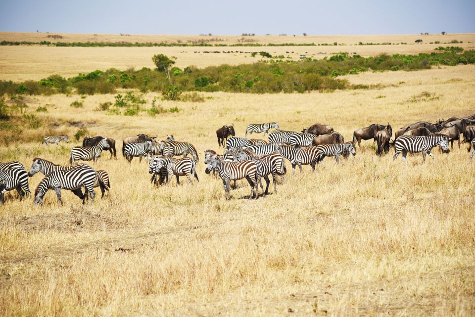 6 Day Northern Tanzania Safari