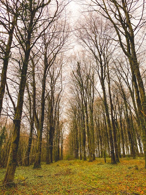 Gratis lagerfoto af bare træer, dagslys, falde Lagerfoto