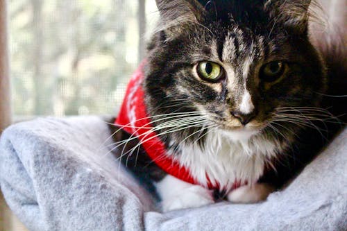 Free Бесплатное стоковое фото с домашний, животное, котенок Stock Photo