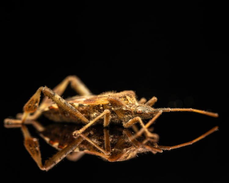 Brown Pine Bug Crawling On Mirror Surface