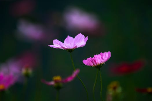 Vibrant pink cosmos flowers blooming elegantly against a blurred background.