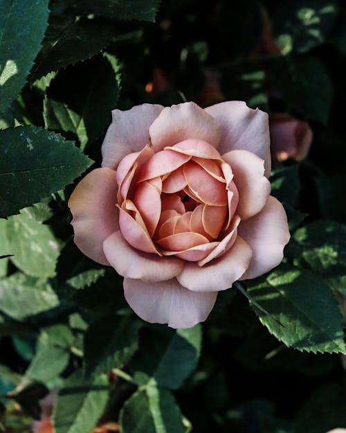 Pink Garden Rose in Bloom