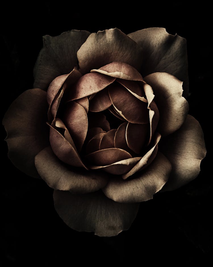 Brown Garden Rose