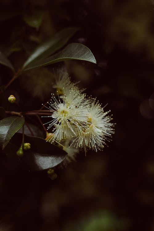 High angle of branch with green leaves and blossoming flower growing in garden