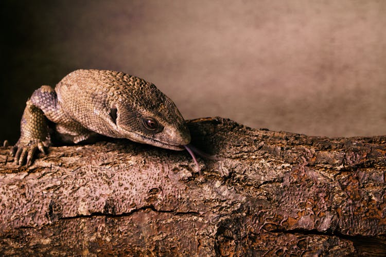 Close-up Of A Monitor Lizard On Wood 