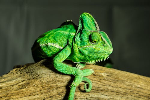 Close-up of a Green Chameleon