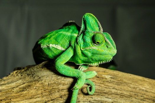 chameleon photo