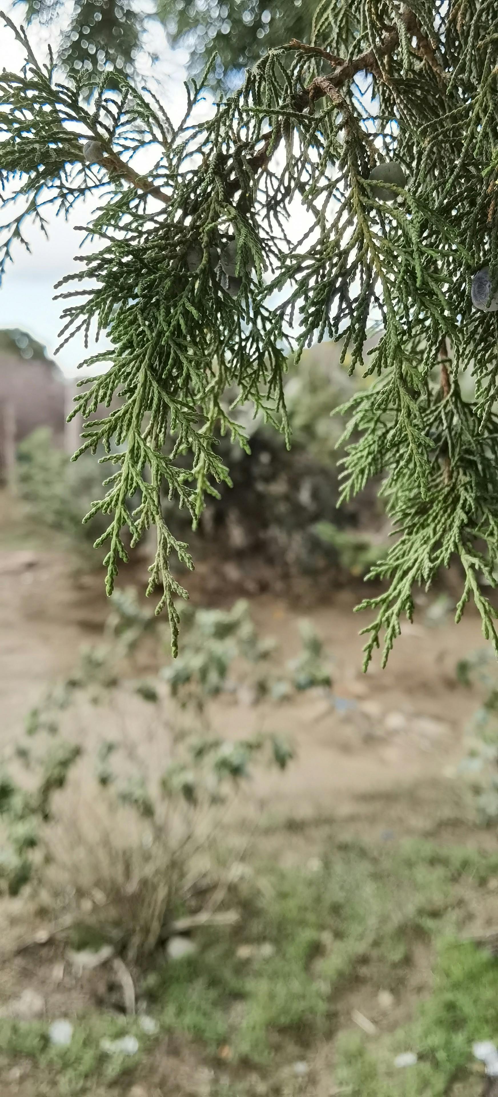 Bague Orteil Argent 925