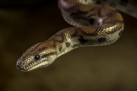 Brown and Black Snake in Close Up Photography