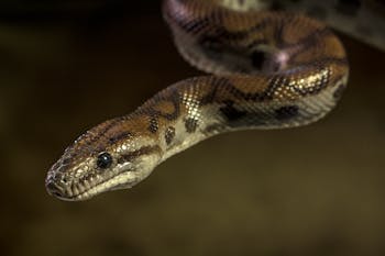 Brown and Black Snake in Close Up Photography