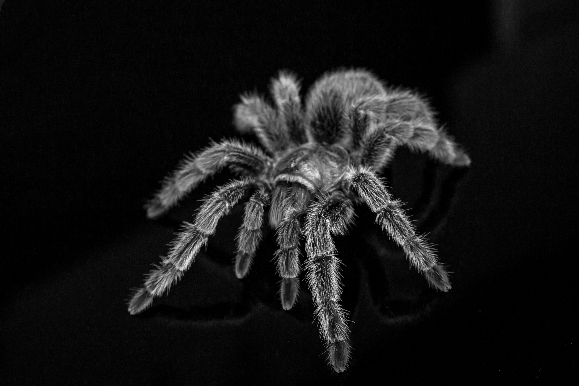 Detailed black and white image of a tarantula on a reflective black surface.