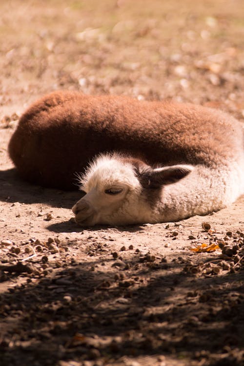 Gratis lagerfoto af afslapning, alpaca, dagslys Lagerfoto