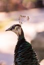 Close-up Portrait of a Peacock