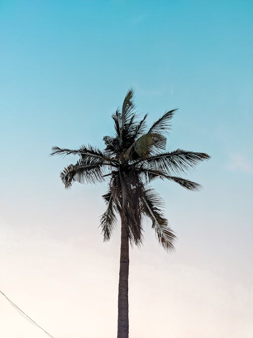 Foto profissional grátis de árvore, coco, coqueiro