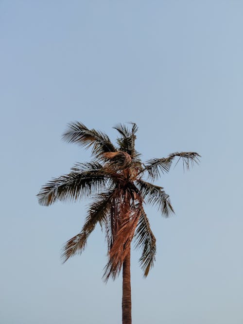 Foto profissional grátis de árvore, céu azul, coco