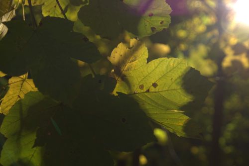Free stock photo of autumn, autumn atmosphere, autumn leaves Stock Photo