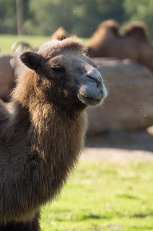 Free stock photo of camel, eye close up, zoo Stock Photo