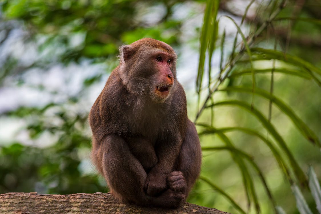 Základová fotografie zdarma na téma divočina, na výšku, opice
