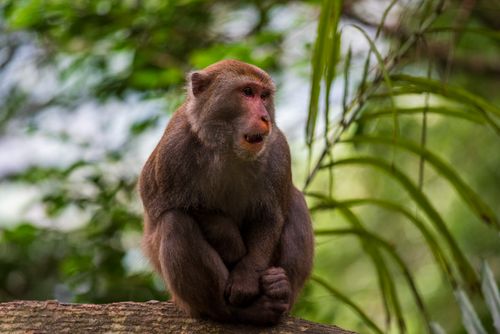 Free A Formosan Rock Macaque sits calmly on a tree branch in Taipei's lush greenery. Stock Photo
