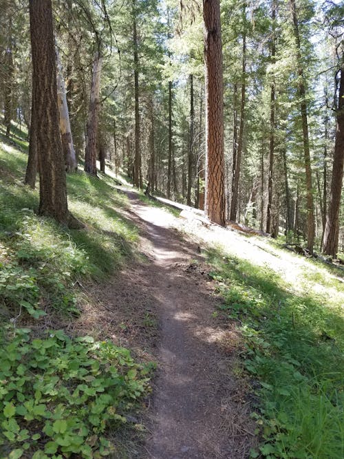 Kostenloses Stock Foto zu waldweg