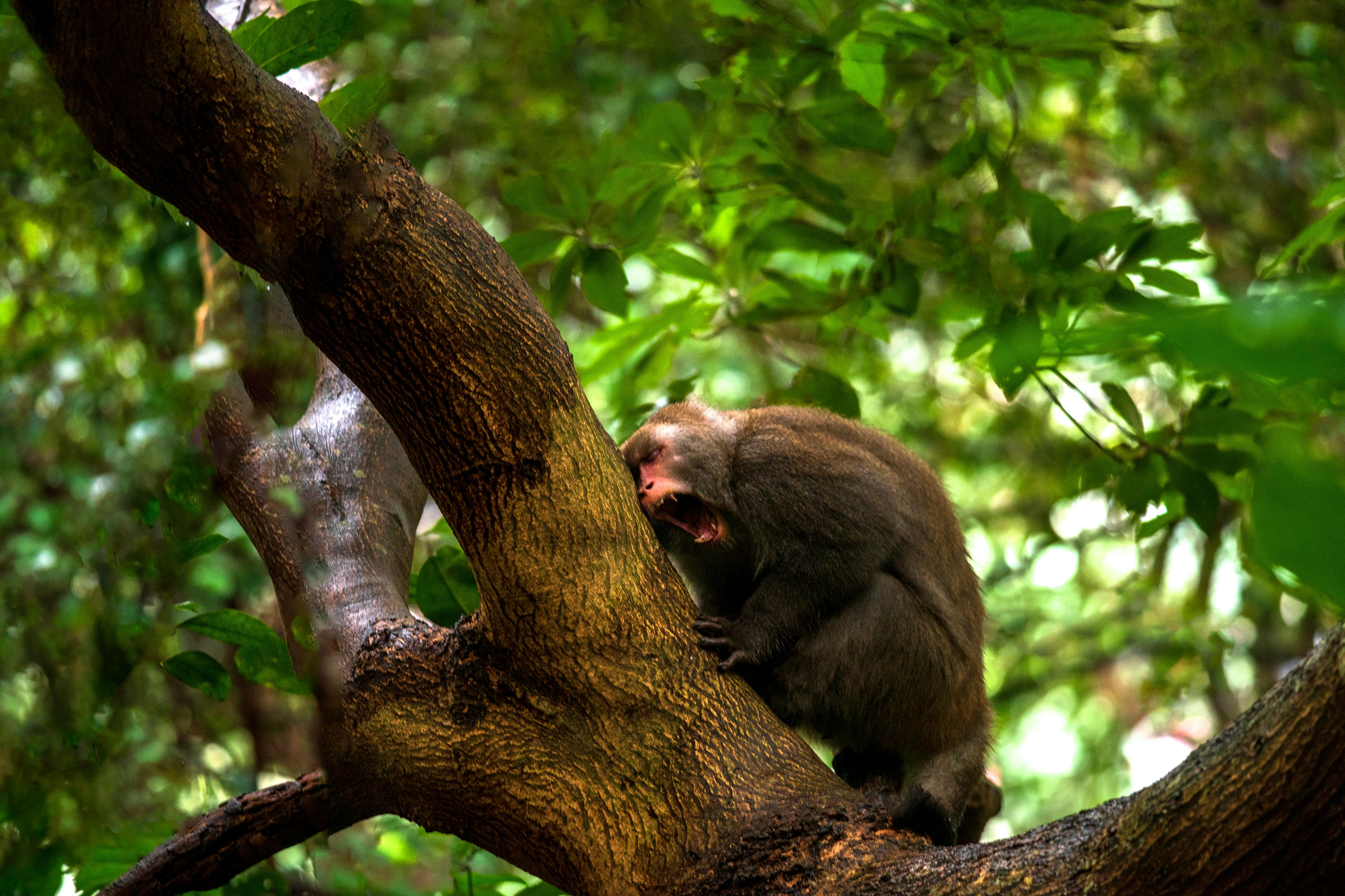 Wild monkey on top of a tree, holding on branches. Primate Macaco