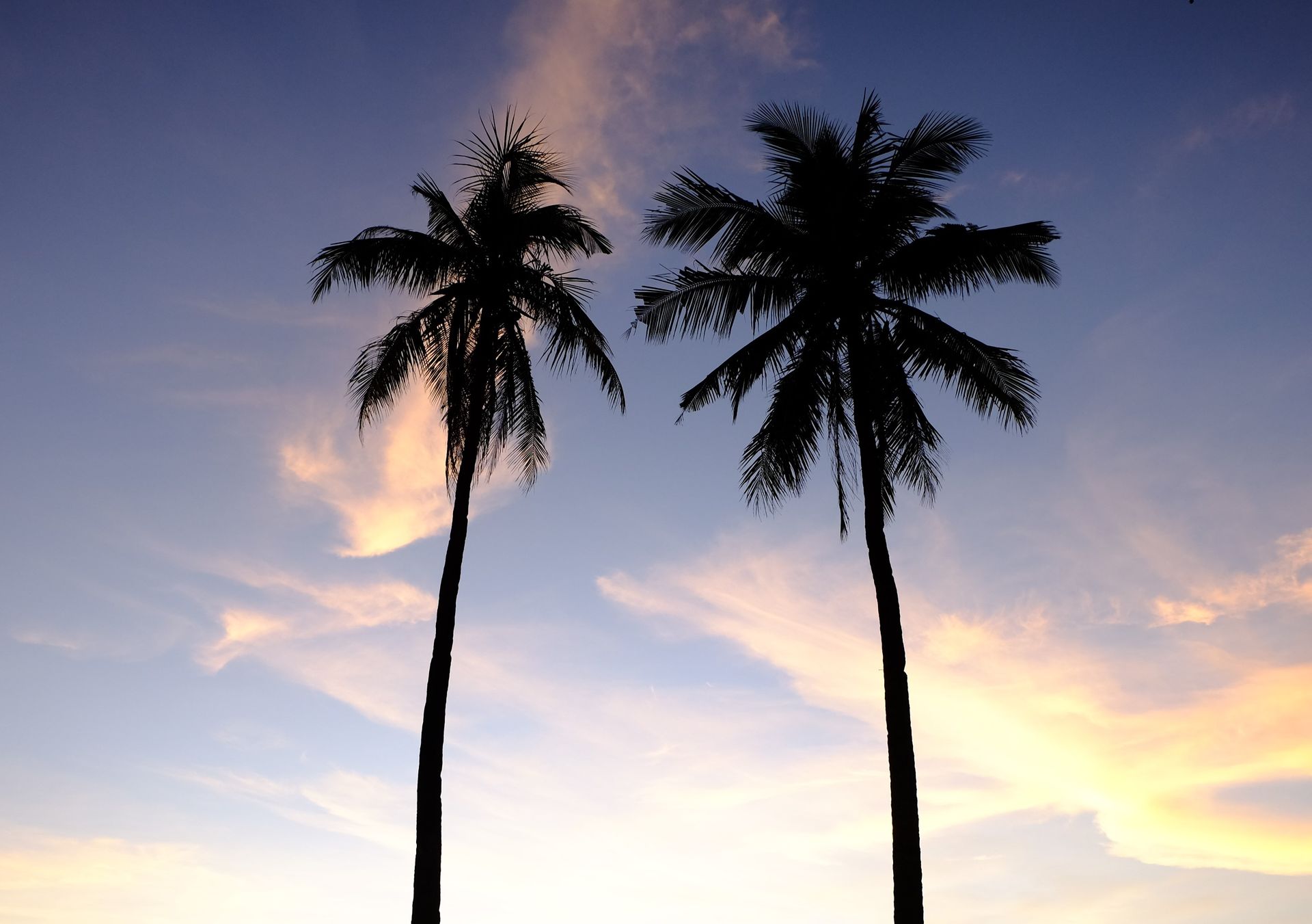Silhouettes of coconut palm trees against a vibrant sunset sky in Manila, Philippines.