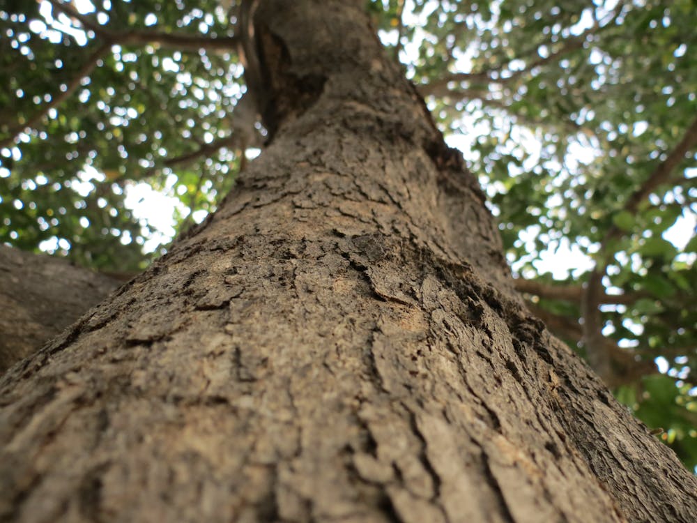 無料 茶色の木の幹 写真素材