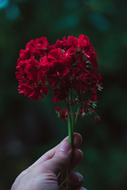 bitki örtüsü, bulanık arka plan, çiçeklenmek içeren Ücretsiz stok fotoğraf