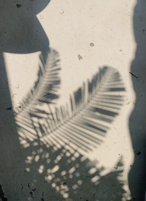 Artistic shadow of palm leaf on a sunlit concrete wall in Vietnam.