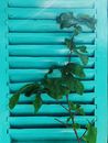 Green Leaves on Green Louver Window