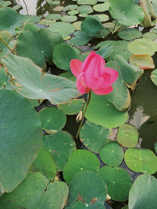 Free Pink Lotus Flower Stock Photo