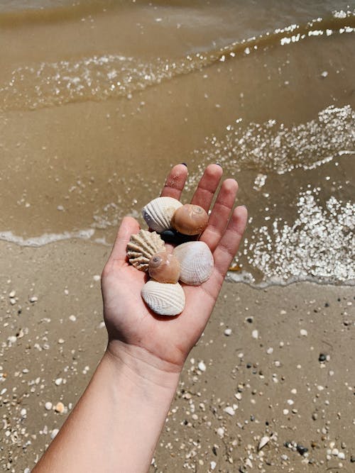 Person Holding Seashells