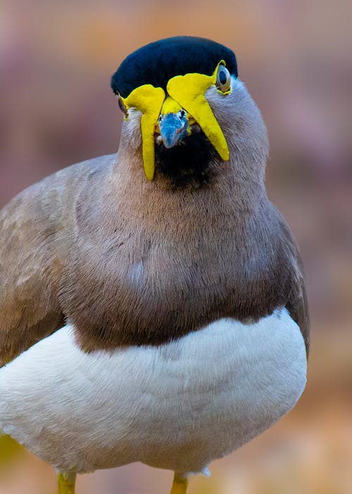 Wild yellow wattled lapwing with smooth brown and white plumage standing in natural habitat