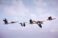 Flock of birds flying over cloudy sky